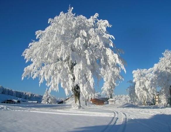 Appartamenti Dolomiti Moena Eksteriør billede